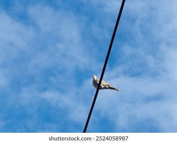  Illuminated Pigeon on Wire at Sunset – Portrait Against Blue Sky with Clouds. - Powered by Shutterstock