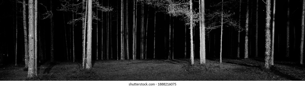 Illuminated snow-covered rural road (pathway) through the tall trees at night. Scary forest scene. Tree silhouettes in the dark. Panoramic view. Monochrome, black and white image - Powered by Shutterstock