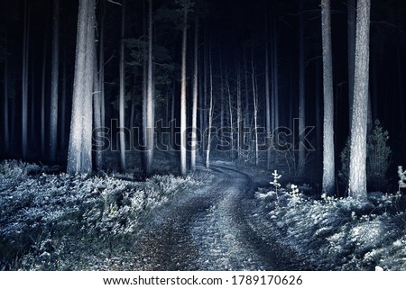 Illuminated snow-covered S shape rural road through the tall trees at night, Germany. Scary forest scene. Tree silhouettes in the dark. Dangerous winter driving, environmental conservation theme