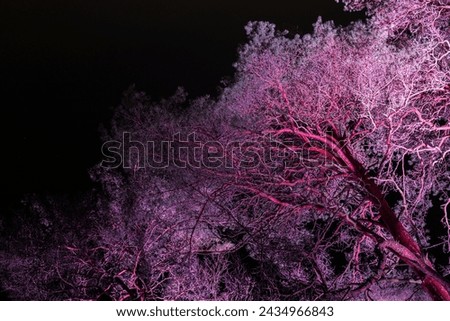 Illuminated trees in the dark of night. Dramatic branched tree trunks with lights