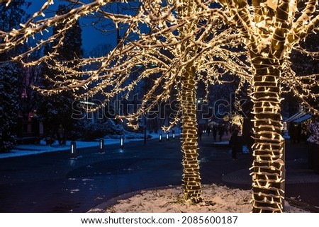 Illuminated trees in the dark, in winter with chains of lights on Ogre pedestrian street, Latvia.