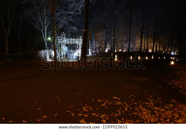Illuminated trees and\
forest, shining\
branches