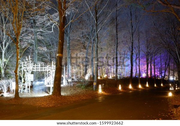 Illuminated trees and\
forest, shining\
branches