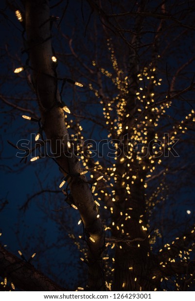 Illuminated White Lights Around Bare Branches Stock Photo Edit