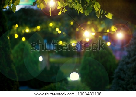 Similar – Image, Stock Photo Evening mood | leaves close up in sunlight
