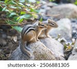 Illusion of seeing double, with shallow depth of field, of a pair of two, very cute striped chipmunks sitting on rocks in a garden, on an August summer morning in Taylors Falls, Minnesota USA.