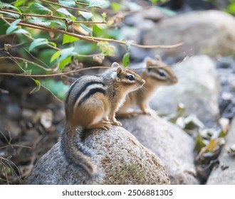 Illusion of seeing double, with shallow depth of field, of a pair of two, very cute striped chipmunks sitting on rocks in a garden, on an August summer morning in Taylors Falls, Minnesota USA. - Powered by Shutterstock