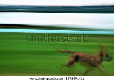 Similar – Image, Stock Photo greyhound Animal Dog 1