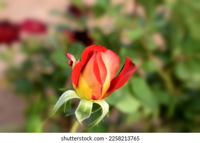 illustrated close up tropical beautiful orange rose on blurry colorful background  - Shutterstock ID 2258213765