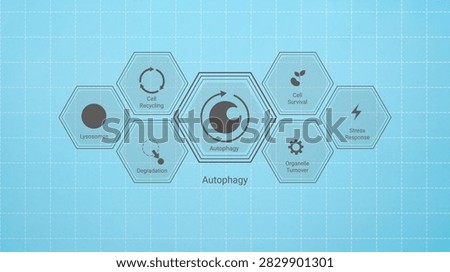 Illustrated diagram explaining the process and key components of cellular autophagy including lysosomes and organelle turnover