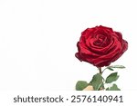 Illustration of beautiful red rose against white background.