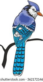 Blue Jay Cartoon Images, Stock Photos & Vectors | Shutterstock