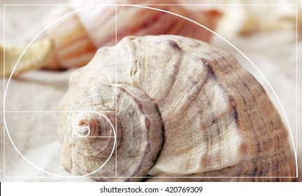 Illustration Of Golden Ratio In Nature. Fibonacci Pattern