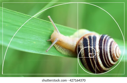 Illustration Of Golden Ratio In Nature. Fibonacci Pattern