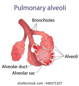 Alveolar Duct Stock Images, Royalty-Free Images & Vectors | Shutterstock