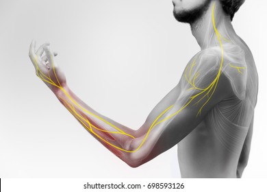 Illustration Of The Human Arm Anatomy Representing Nerves, Bones And Ligaments.