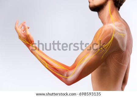 Illustration of the human arm anatomy representing nerves, bones and ligaments.