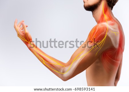 Illustration of the human arm anatomy representing nerves, bones and ligaments.