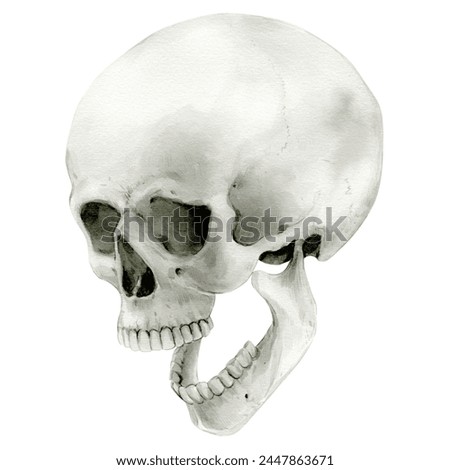 Illustration of a human skull with its jaw dropped, screaming. Watercolor Halloween decor, vintage mystical decor. Vintage cranium in profile. Anatomical detailed drawing bone on a white background.