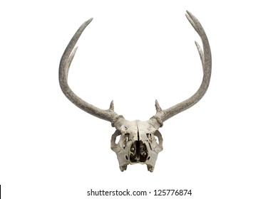 An illustration of an old dry deer skull