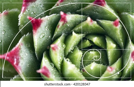 Illustration Of Spiral Arrangement In Nature. Fibonacci Pattern