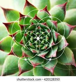 Illustration Of Spiral Arrangement In Nature. Fibonacci Pattern