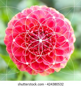 Illustration Of Spiral Arrangement In Nature. Fibonacci Pattern