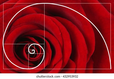 Illustration Of Spiral Arrangement In Nature. Fibonacci Pattern