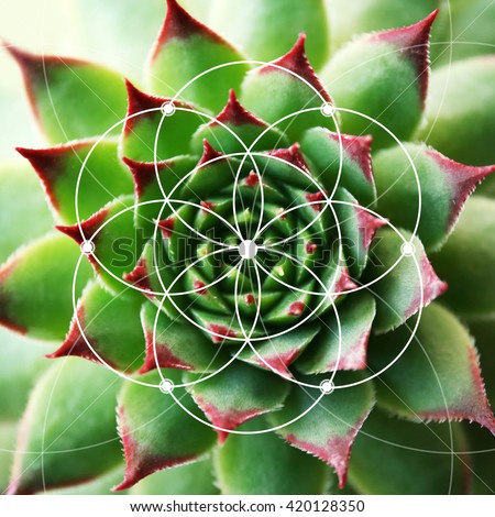 Illustration of spiral arrangement in nature. Fibonacci pattern