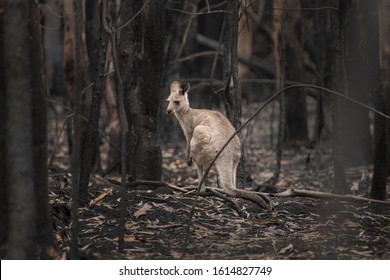 ILUKA, NSW / AUSTRALIA - NOVEMBER 27, 2019: Bushfires in Australia