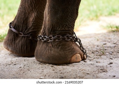 Im Meant To Be Free. Closeup Of An Asian Elephant In Captivity.