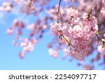 Kirschblüten im Frühling mit blauem Himmel 