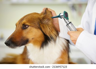 Im not enjoying this.... Cropped shot of a veterinarian examining a dogs ear.