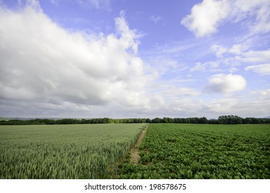 Image Of 2 Farming Fields Growing Seperate Crops Seperated By A Trail With A Treeline On The Horizon And A Blue Sky With White Clouds