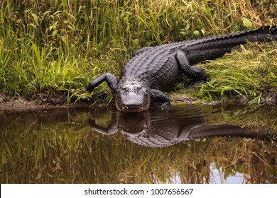 Großer bedrohlicher amerikanischer Alligator Alligator mississippiensis im Feuchtgebiet und im Sumpf am Myakka River State Park in Sarasota, Florida, USA