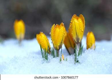 Krokusse wachsen an einem sonnigen Frühlingstag unter Schnee. Schöne gelbe Primeln im Garten.