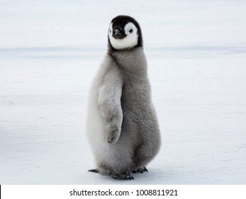 Emperor Penguin Chick glancing sideways