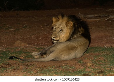 Rastreado por sus llamadas en el aire nocturno, encontramos a este león solitario, probablemente antes de que él saliera a buscar comida o un compañero, y logré fotografiarlo con un Speedlite sin molestarme demasiado.