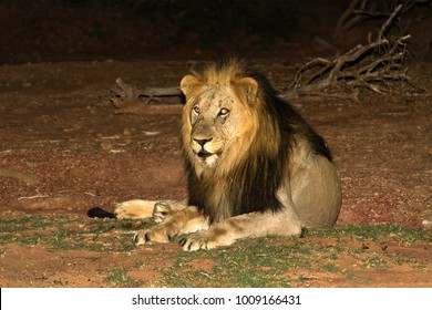 Tracked by his calls in the still night air, we found this lone lion, probably before he went off hunting for food or a mate, and I managed to photograph him with a Speedlite without too much upset.