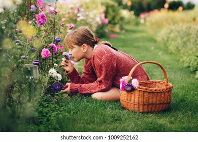 Pretty little girl working in autumn garden, child taking care of colorful chrysanthemum, gardener teenager enjoying warm and sunny day