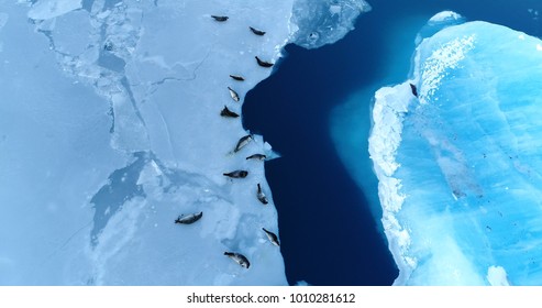focas en el témpano de hielo en vista aérea