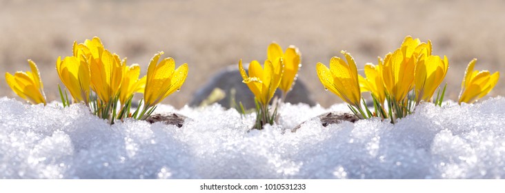 Krokusse wachsen an einem sonnigen Frühlingstag im Garten unter dem Schnee. Panorama mit wunderschönen Primeln auf einem brillant funkelnden Hintergrund.