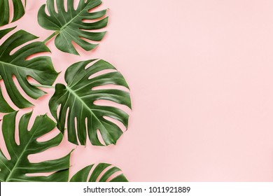 Tropische bladeren Monstera op roze achtergrond. Platliggend, bovenaanzicht