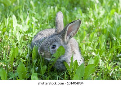 Kleines graues Kaninchen auf dem Gras
