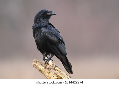 Quạ (Corvus corax)