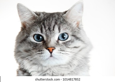 Close-up van grijs tabby schattig katje met blauwe ogen. Huisdieren en levensstijlconcept. Mooie pluizige kat op grijze achtergrond.