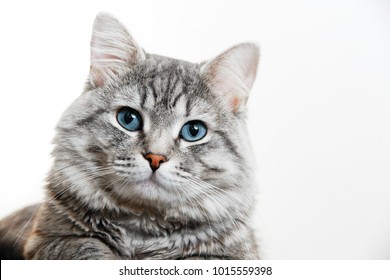 Vista de cerca del lindo gatito atigrado gris con ojos azules. Mascotas y concepto de estilo de vida. Precioso gato esponjoso sobre fondo gris.