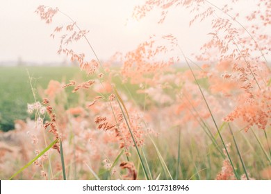 Blumenfeld, rosa Blumen, Feldhintergrund, Blumenhintergrund