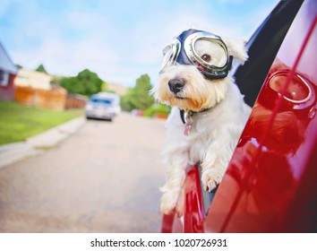 West Highland White Terrier con gafas para viajar en un camión con la ventana bajada a través de un barrio urbano de la ciudad en un cálido día soleado de verano