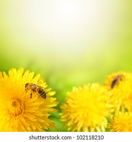 Honey bee collecting nectar from dandelion flower in the summer time. Useful photo for design or web banner.